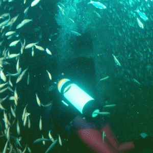 Ms-cdiver-in-wreck-Gulf-of-Mexico