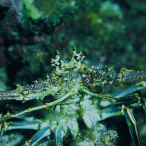 Lobster2-Curacao