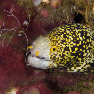 Moray with cleaner shrimp