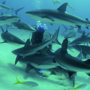Shark Dive in the Bahamas