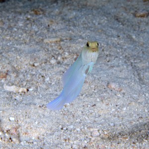 YellowHeadedJawfish