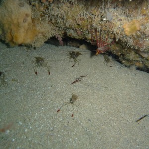 Shrimp party under a ledge