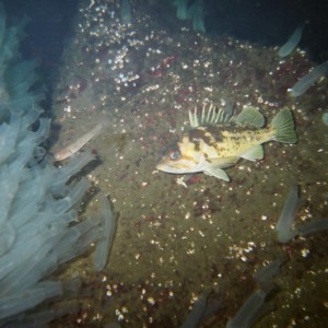 Goby and Copper Rockfish