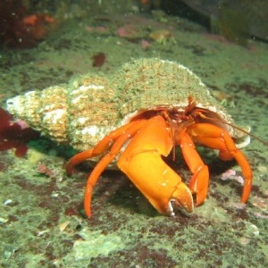 Orange Hermit Crab