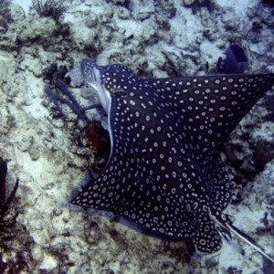 Spotted Eagle Ray on Reef