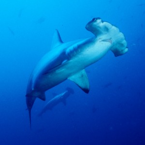Hammerhead shark, Cocos Island
