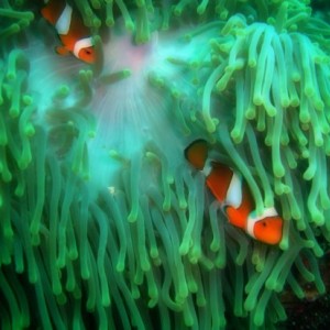 Reef Life in Krabi, Thailand