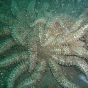 11-armed starfish orgy (Coscinasterias muricata)