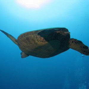 turtle215