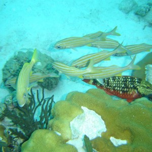 Paradise Divers Bonaire Trip