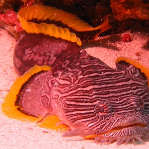 Splendid Toad Fish, Cozumel Nov 2008