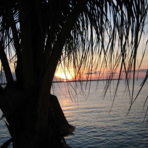Sunset_Palm