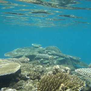 Diving off Waya Island, Yasawa Chain, Fiji