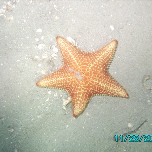 Star fish thingy
