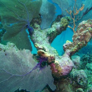 Reef of Akumal