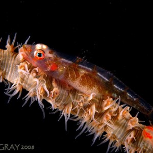 Sea Whip Goby