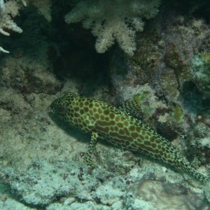 honeycomb_grouper
