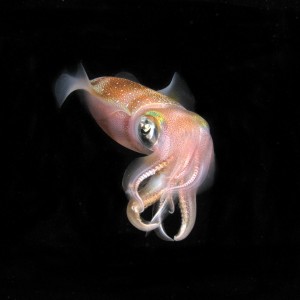 squid5-2