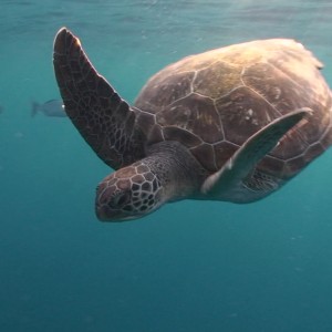 Sea Turtle, Similan Islands, Thailand