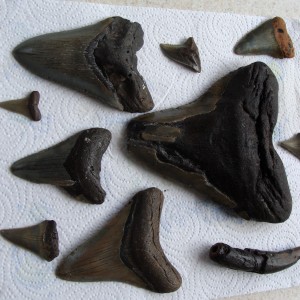 NC Fossil Shark teeth