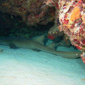 sleeping shark in cozumel