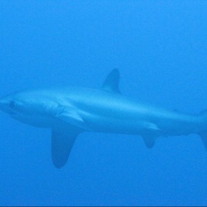 Thresher Shark at Monad Shoal Malapascua