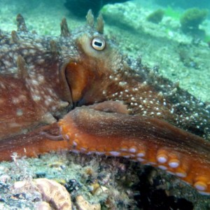 Maori Octopus (Octopus Maorum)