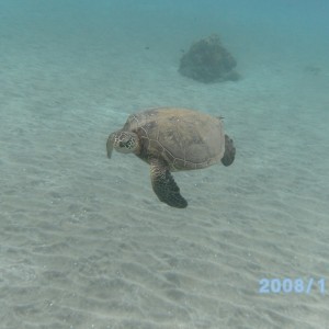 Hanging with turtles in Olowalu bay