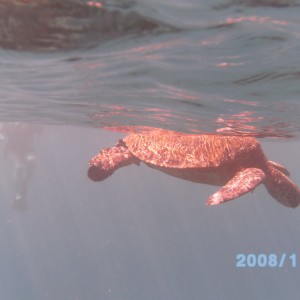 Turtle at surface at Mala boat ramp, Maui Dec08