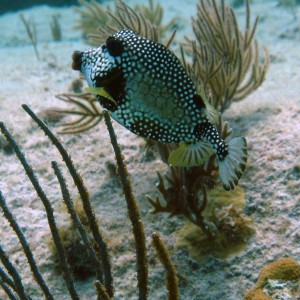 Smooth Trunkfish in BVI