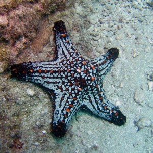 and another seastar again