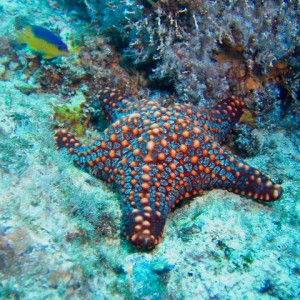 another of the colorful seastars of Costa Rica