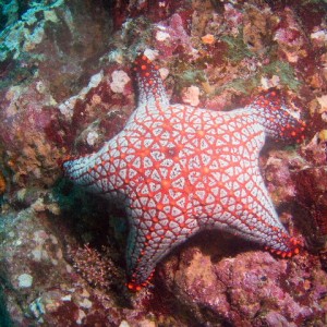one of the colorful seastars in Costa Rica