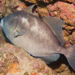 Sleeping Triggerfish