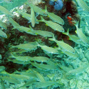 Aruba April 2008