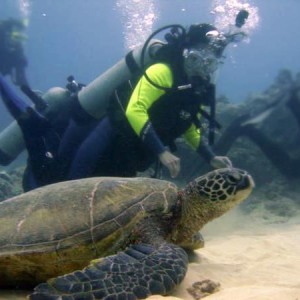 Huge turtle! (Maui '06)