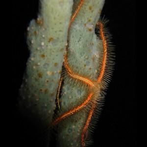 Sponge Brittle star at night