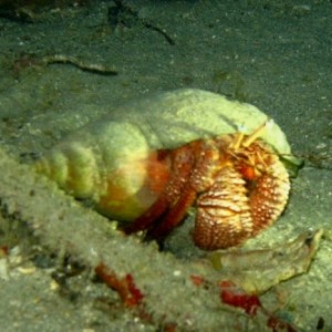 Hermit Crab under the Mariner