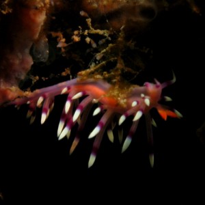 Nudibranch - Flabellina exoptata