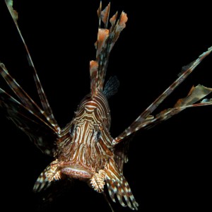 Common Lionfish - Pterois volitan