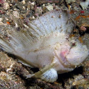 White Leaf Scorpionfish - Taenianotus triacanthus