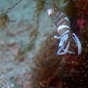 translucent_shrimp