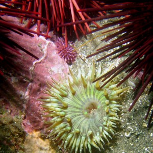 urchins_with_anemone_crop