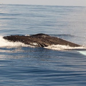 Humpback Whales