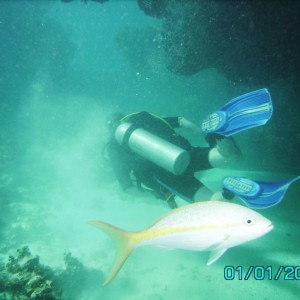 Dive in the Dominican Republic