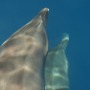 Bermudian Bottlenose dolphins