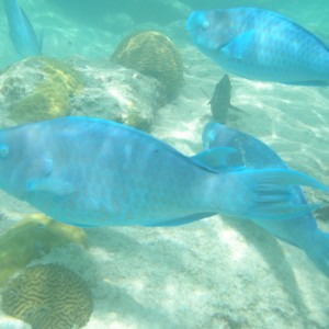 Blue Parrot fish