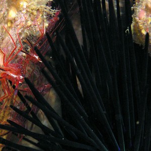 Red rock shrimp and urchin