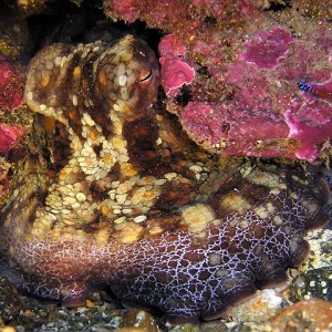 Two-spotted octopus