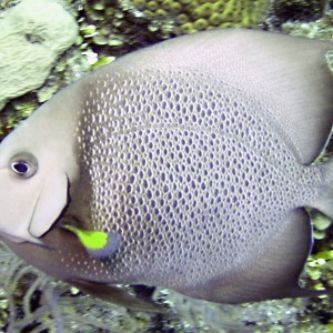 Belize_french_angelfish